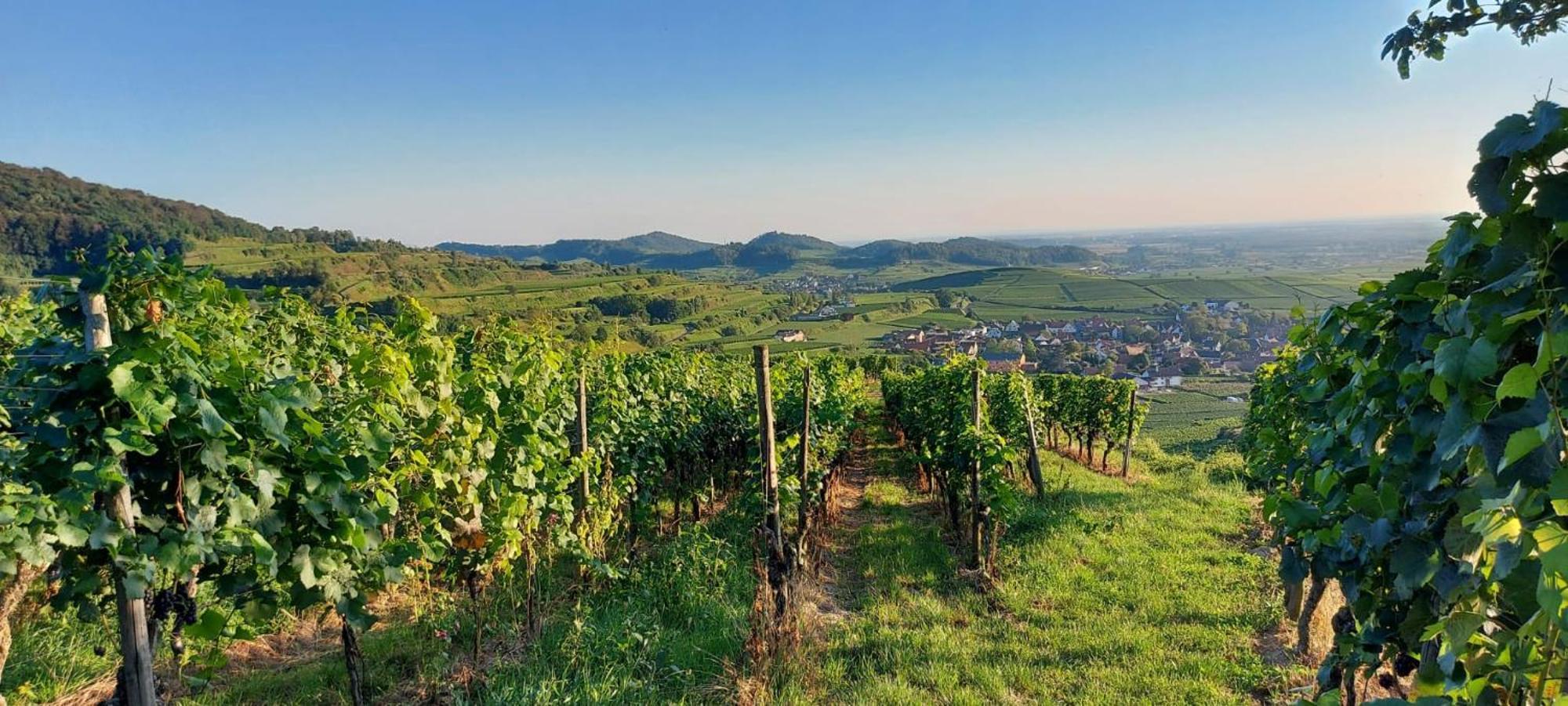 Ferienwohnung Vino9 Vogtsburg Eksteriør bilde