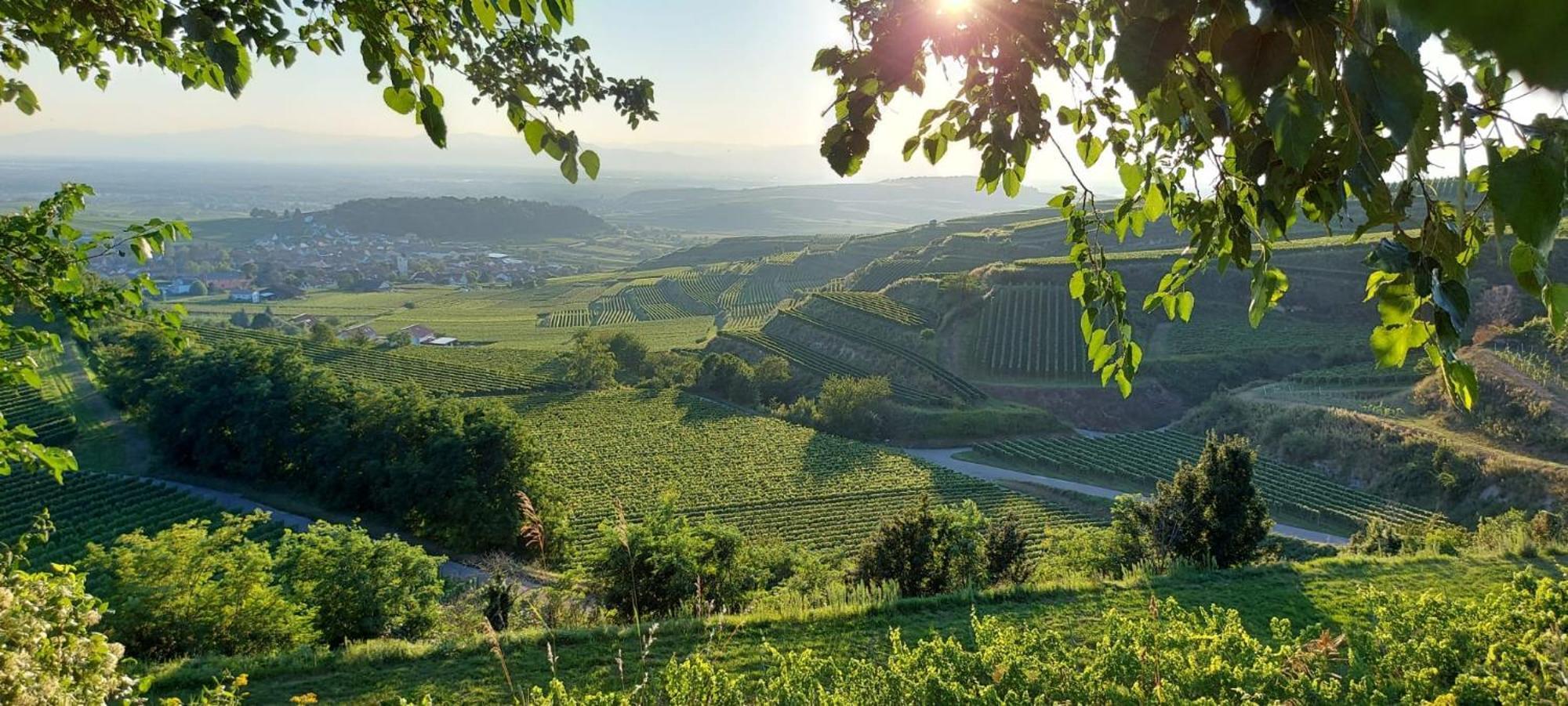 Ferienwohnung Vino9 Vogtsburg Eksteriør bilde
