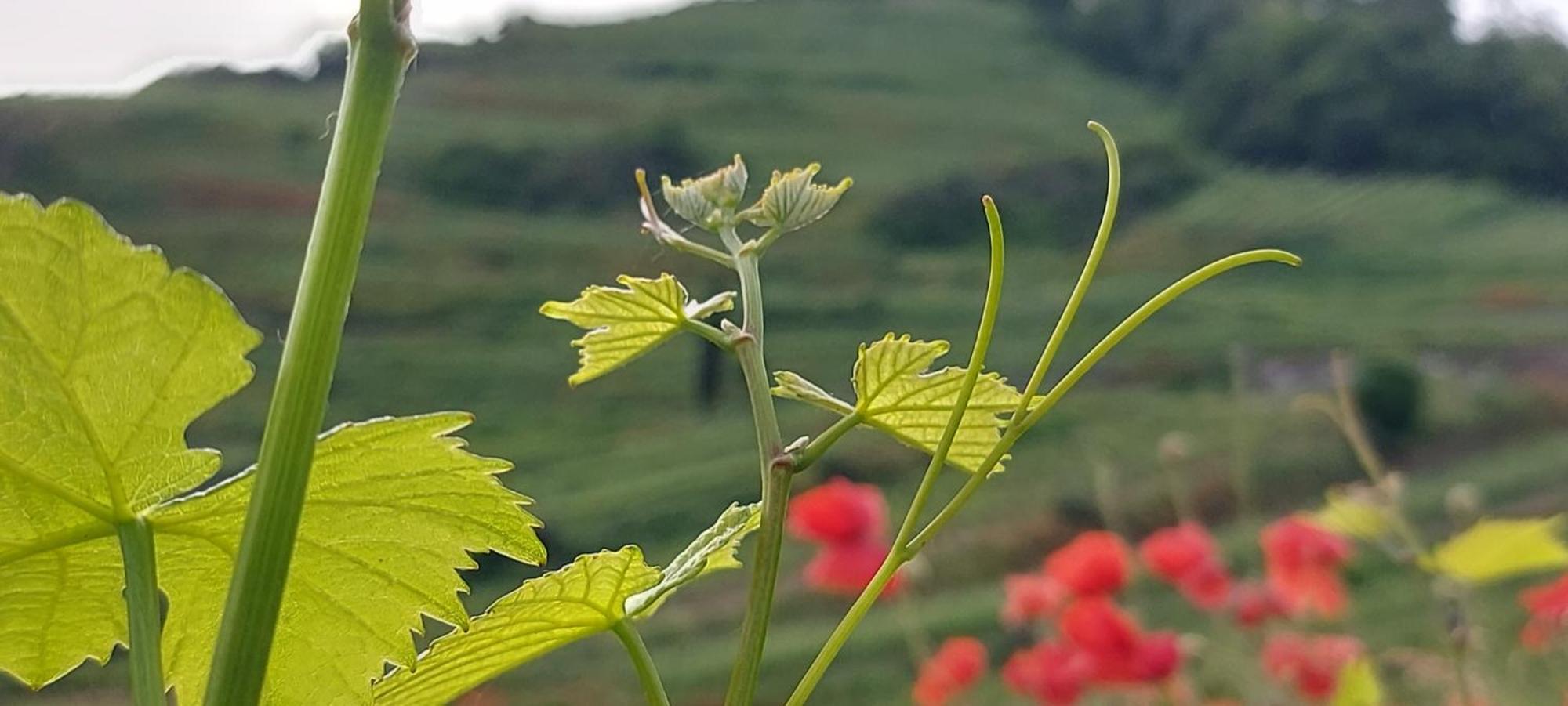 Ferienwohnung Vino9 Vogtsburg Eksteriør bilde